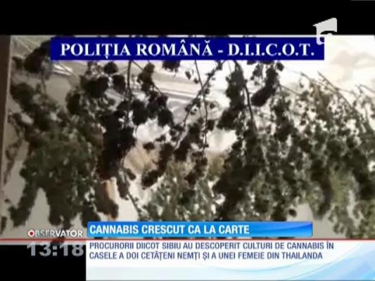 Culturi de cannabis descoperite de DIICOT în trei imobile din Sibiu