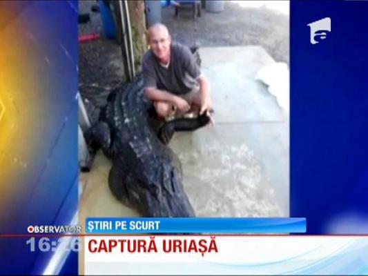 Crocodil de patru metri, capturat cu mâinile goale!