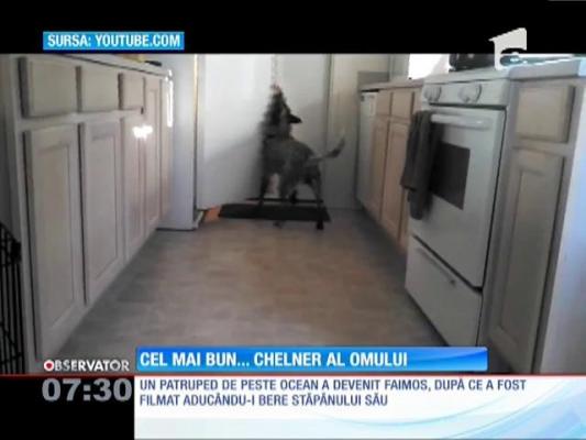 Un câine din SUA știe cum să aducă o bere din frigider