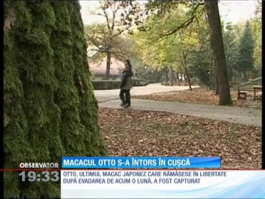 Otto, macacul rebel, s-a întors la Zoo