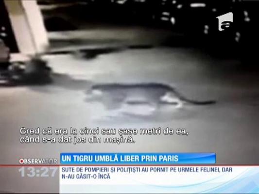 Un tigru umblă liber prin Paris