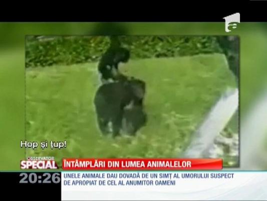 Special! Întâmplări din lumea animalelor
