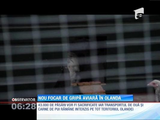 Un nou focar de gripă aviară a apărut la o fermă din Olanda