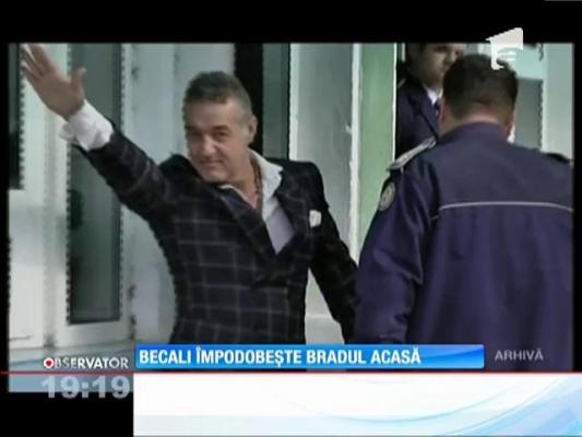Gigi Becali împodobește bradul acasă