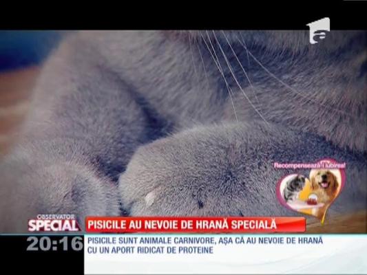 SPECIAL! Pisicile au nevoie de hrană specială