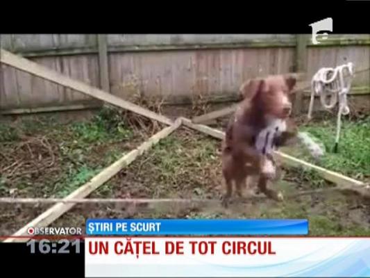 Un câine stă în două picioare pe o sârmă