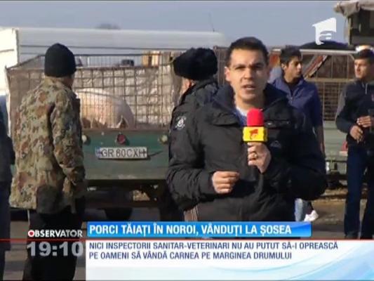 Porci tăiați în noroi, vânduți la șosea