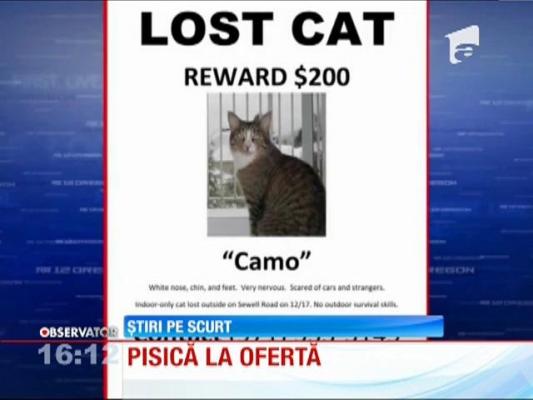 Pisica vândută la ofertă