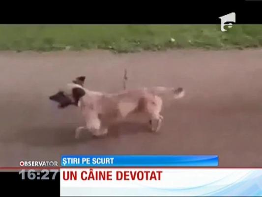 Câinele, cel mai bun prieten al unui brazilian