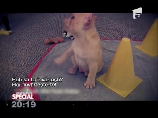 Special! Bune-maniere pentru căței mici