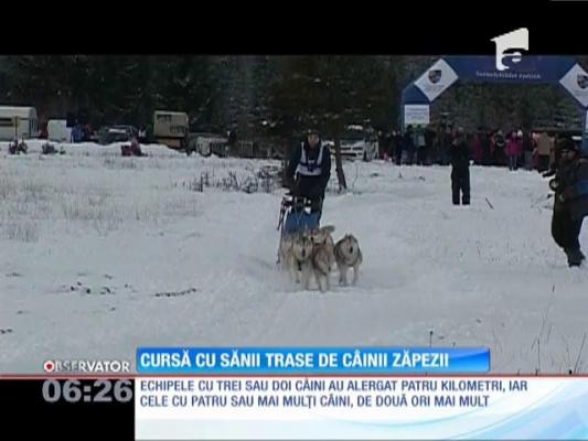 Cursă cu sănii trase de câinii zăpezii