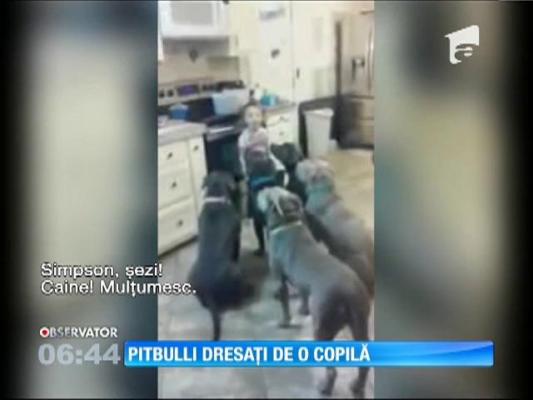 Pitbulli dresaţi de o copilă