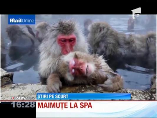 Maimuțe la SPA