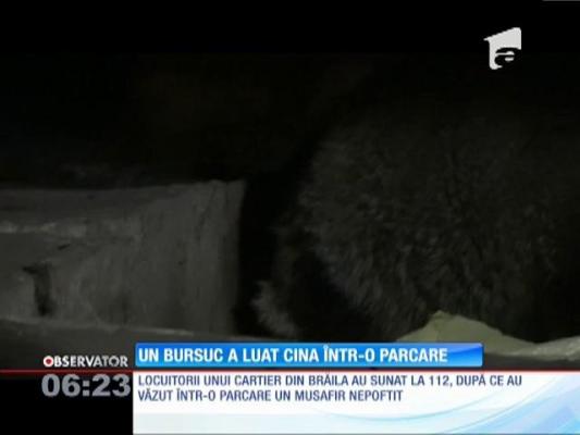 Locuitorii unui cartier din Brăila, speriați de un bursuc