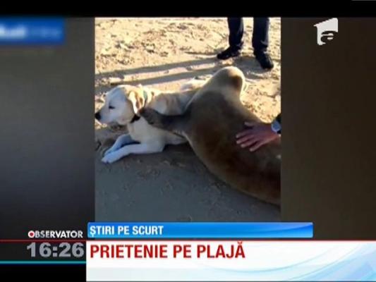 Prietenie între o focă și un câine