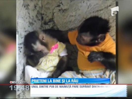 Scenă emoţionantă între doi pui de maimuţă