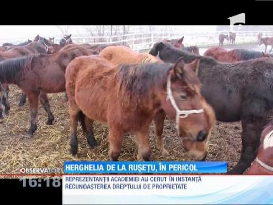 Herghelia de la Ruşeţu, în pericol