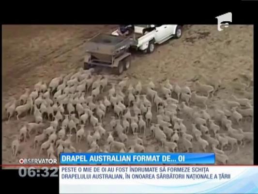 Patriotismul într-o manieră inedită! Drapel australian format de oi