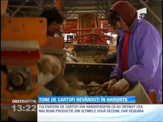 Tone de cartofi nevânduţi în Harghita