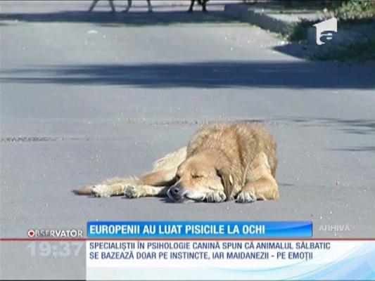 Comisia Europeană vrea ca animalele domestice fără stăpân să intre în categoria animalelor sălbatice