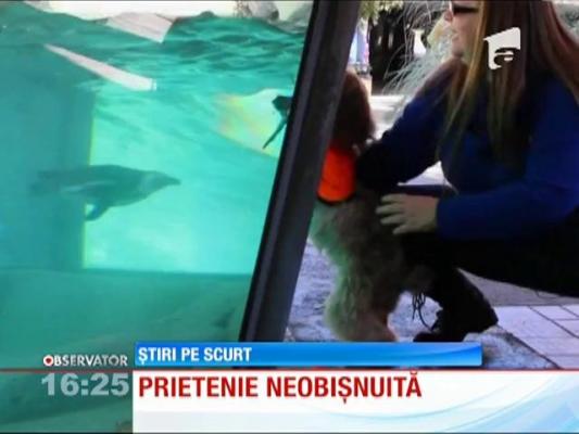 Un căţel și un pinguin, prieteni de nedespărțit