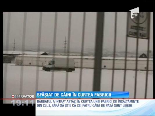 Un bărbat din Cluj, sfăşiat de patru câini în curtea unei fabrici