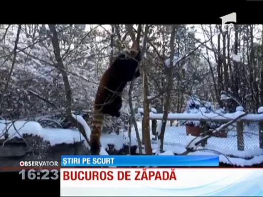 Adorabil! Un pui de panda roşu e înnebunit după zăpadă