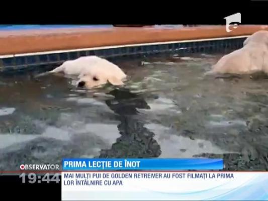Cățeluși la apă