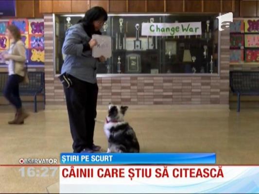 Nu e GLUMĂ! Câinii care știu să citească