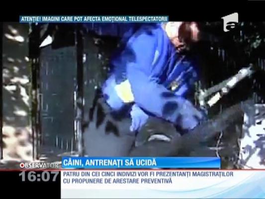 Cinci tineri îşi puneau câinii de luptă să atace şi să ucidă animale sălbatice
