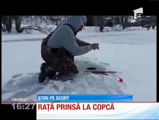 Raţă vie prinsă la pescuit la copcă