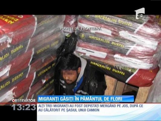 12 migranţi au încercat să intre în România ascunşi în pământ de flori