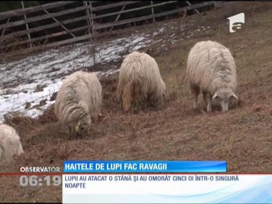 O haită de lupi face ravagii la stânele dintr-o localitate din judeţul Neamţ