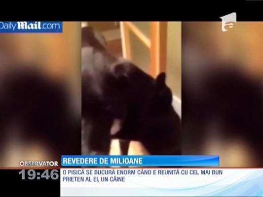 Câinele nu e doar cel mai bun prieten al omului, ci şi al pisicii