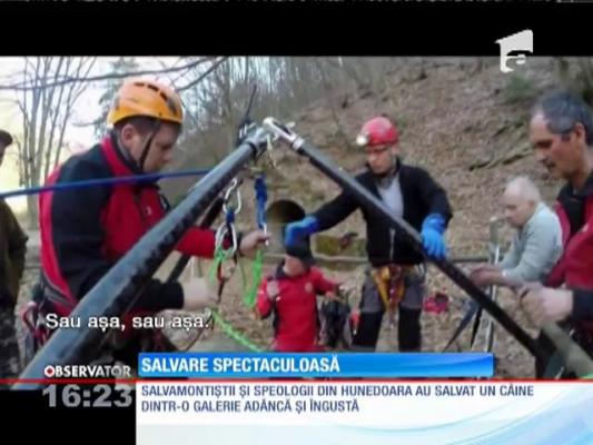 Misiune spectaculoasă de salvare a unui câine blocat într-o mină