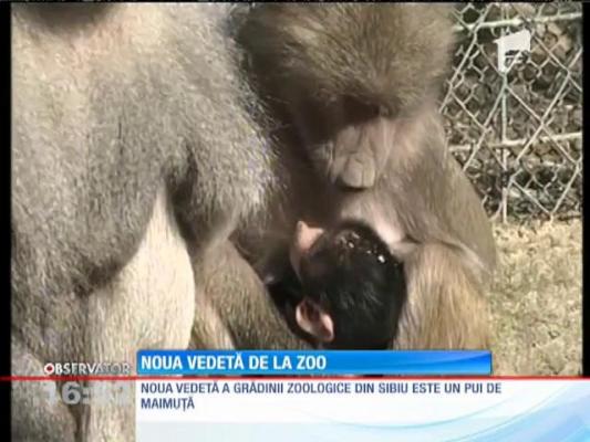 Noua vedetă de la grădina zoologică din Sibiu