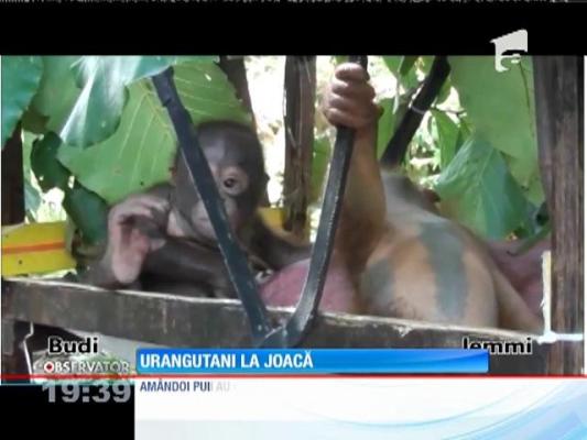 Urangutani la joacă
