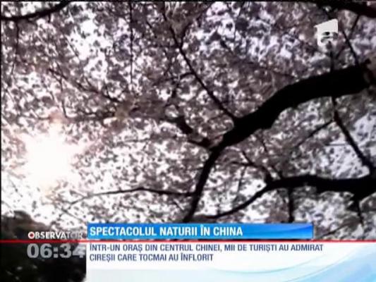 Spectacolul cireșilor înfloriți