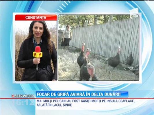 Focar de gripă aviară în Delta Dunării