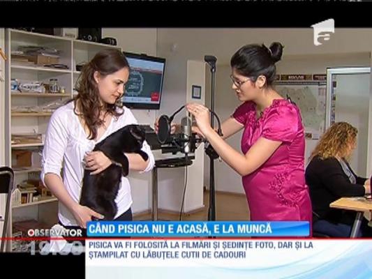 O companie care produce cadouri personalizate angajează o pisică!