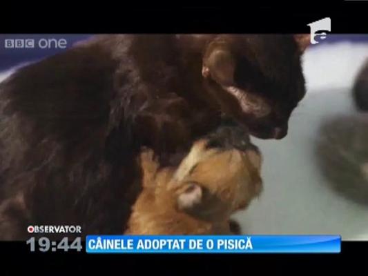 O pisică a devenit mamă adoptivă pentru un căţel
