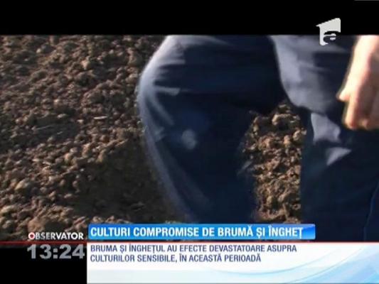 Culturi compromise de brumă şi îngheţ