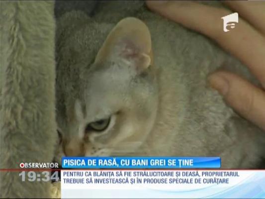 Pisica de rasă, cu bani grei se ține