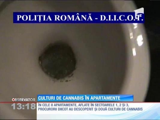 Culturi de Cannabis în apartamente