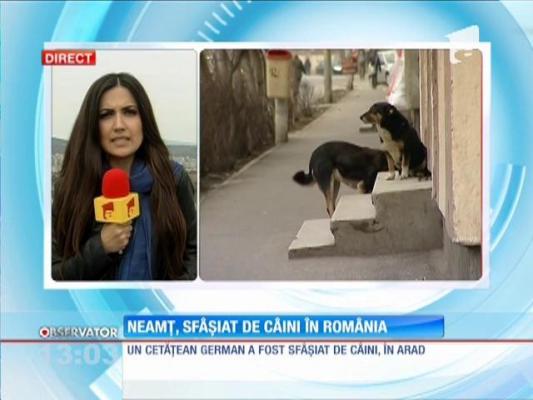 Cetăţean german, aproape omorât câini în România!