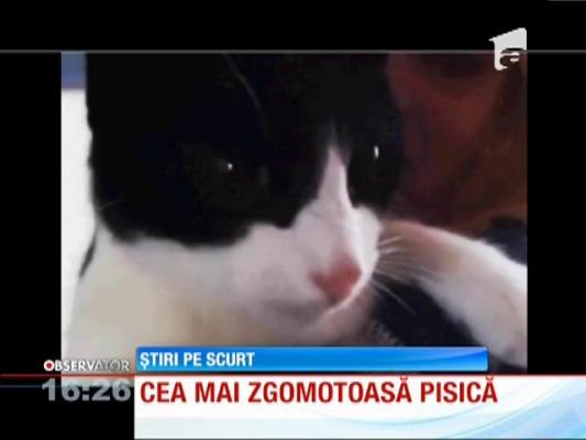 Cea mai zgomotoasă pisica din lume