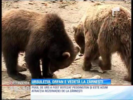 Ursuleţ orfan, vedetă la Zărneşti