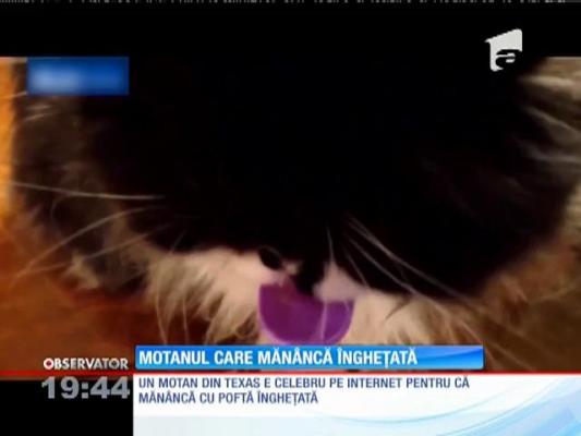 Motanul care mănâncă îngheţată