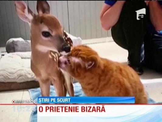Pisica terapeut pentru alte animale