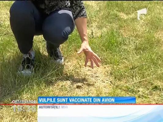 Vulpile sunt vaccinate din avion